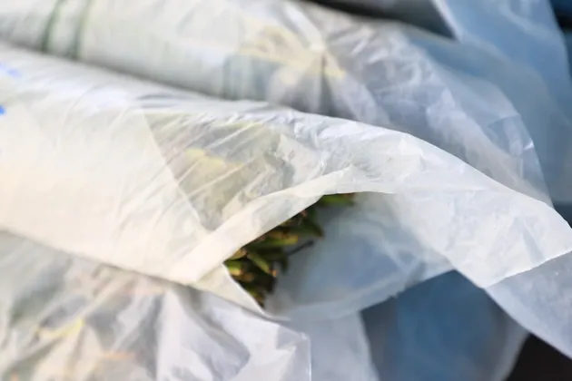 แผนปฏิบัติการ ๑๒๐ วัน วาระกระท่อม ๓ จชต. คืบหน้า แต่ยังคงพบการขายในบางพื้นที่