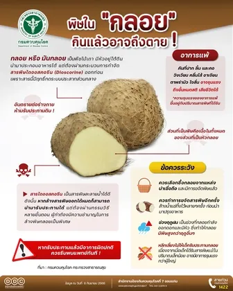 หมอเตือน!! ฤดูฝน กลอย มีพิษสูง เสี่ยงอันตรายถึงชีวิต แนะประชาชนเพิ่มความระมัดระวัง