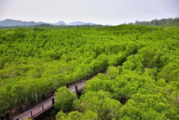 กรมทรัพยากรทางทะเลและชายฝั่ง ตั้งเป้าฟื้นฟูป่าชายเลนของประเทศให้ได้ ๕๐๐,๐๐๐ ไร่ บริเวณชายฝั่ง ๒๔ จังหวัดทั่วประเทศ ภายในปี ๗๓