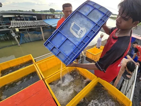 ชาวบ้านนครสวรรค์ เร่งจับปลาขายหนีน้ำท่วม