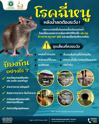 สำนักงานป้องกันควบคุมโรคที่ ๗ จังหวัดขอนแก่น เตือนหลังฝนตกน้ำท่วมขัง เสี่ยงป่วยโรคไข้ฉี่หนู แนะหากมีอาการไข้สูง ปวดศีรษะ รีบพบแพทย์ทันที