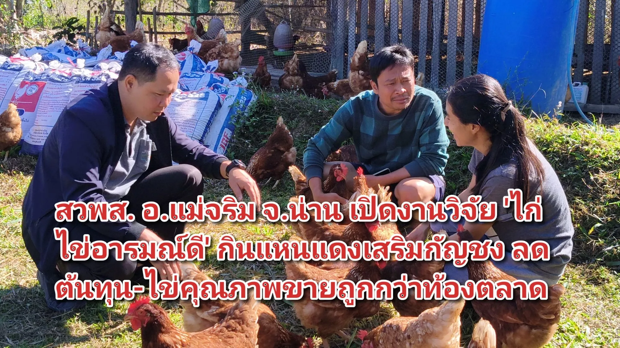 (มีคลิป) สวพส. อ.แม่จริม จ.น่าน เปิดงานวิจัย ‘ไก่ไข่อารมณ์ดี’ กินแหนแดงเสริมกัญชง ลดต้นทุน-ไข่คุณภาพขายถูกกว่าท้องตลาด