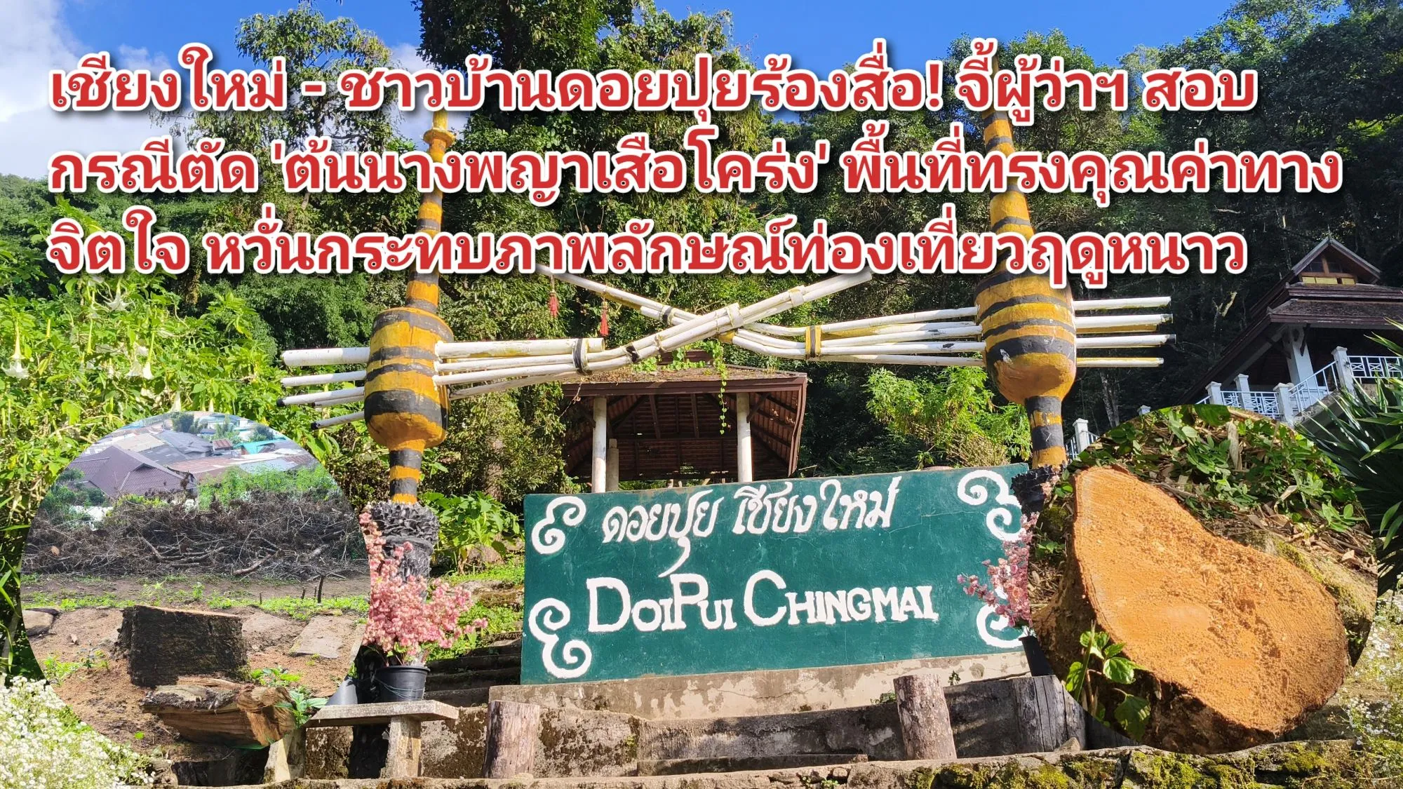 (มีคลิป) เชียงใหม่ – ชาวบ้านดอยปุยร้องสื่อ! จี้ผู้ว่าฯ สอบกรณีตัด ‘ต้นนางพญาเสือโคร่ง’ พื้นที่ทรงคุณค่าทางจิตใจ หวั่นกระทบภาพลักษณ์ท่องเที่ยวฤดูหนาว