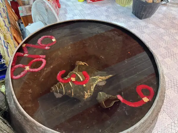 ภาพข่าว ปทุมธานีสาวกทม.แก้บนฟักทอง100กิโลฤาษีเณรพร้อมเตรียมรับงานใหญ่สมเด็จธงชัยนำทีมปลุกเสกเหรียญ29 ม.ค.นี้ - TIGER NEWS REPORT