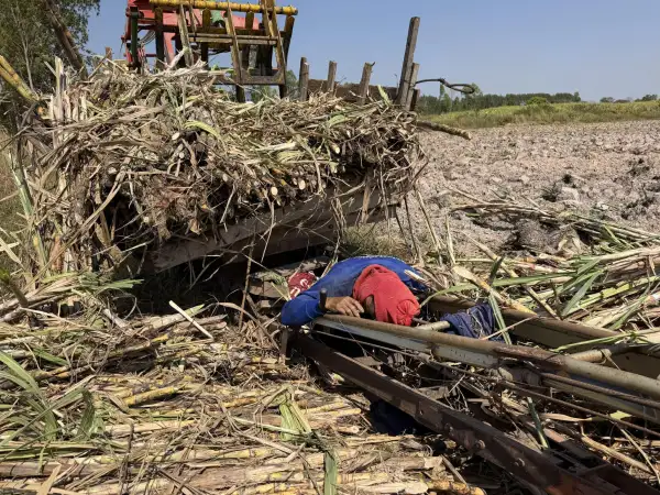 ภาพข่าว กาฬสินธุ์ สังเวยฤดูตัดอ้อย! หนุ่มใหญ่กาฬสินธุ์ดับสลด - TIGER NEWS REPORT