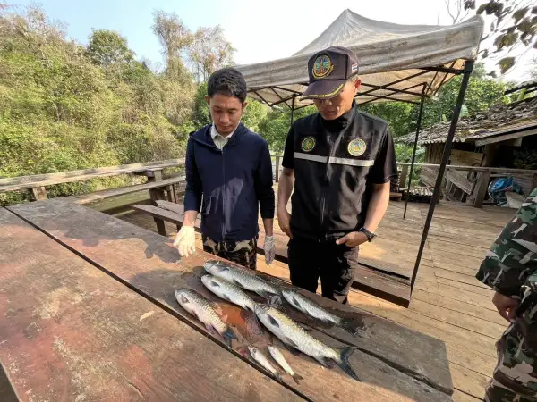 ภาพข่าว พบปลาในน้ำลางตายต่อเนื่อง - TIGER NEWS REPORT