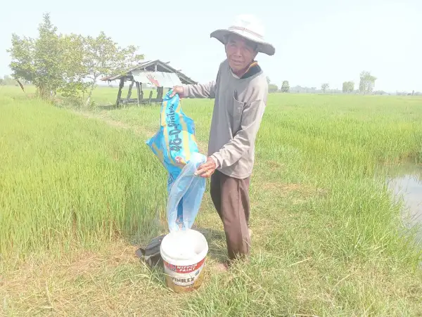 ภาพข่าว กาฬสินธุ์ น้ำมันแพงพ่นพิษปุ๋ยเคมีราคาพุ่ง ชาวนาลดหว่านบำรุงข้าวนาปรัง - TIGER NEWS REPORT