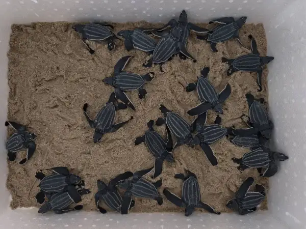 ภาพข่าว พังงา ตื่นเต้นภาพลูกเต่ามะเฟืองขึ้นจากหลุมฟักไข่เจ้าหน้าที่ปล่อยลงสู่ทะเลจำนวน 22 ตัว - TIGER NEWS REPORT