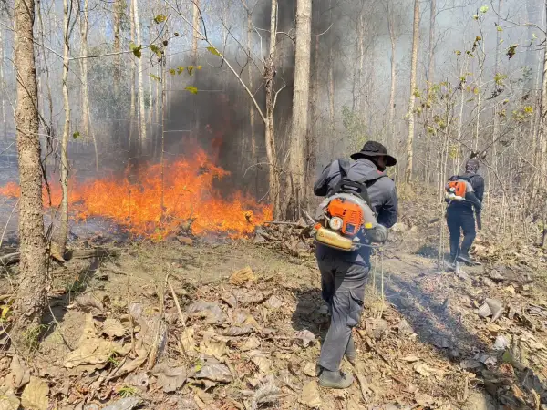 ภาพข่าว ไฟป่าพุ่งเกือบร้อยจุดเร่งดับจ้าละหวั่น - TIGER NEWS REPORT