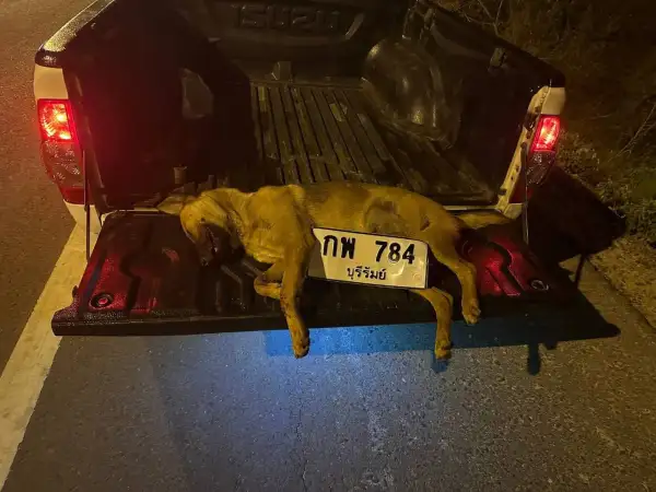 ภาพข่าว บุรีรัมย์ รถชนหมากลายเป็นดราม่าหลังเจ้าของโพสต์ด่าและล่าเจ้าของรถ - TIGER NEWS REPORT