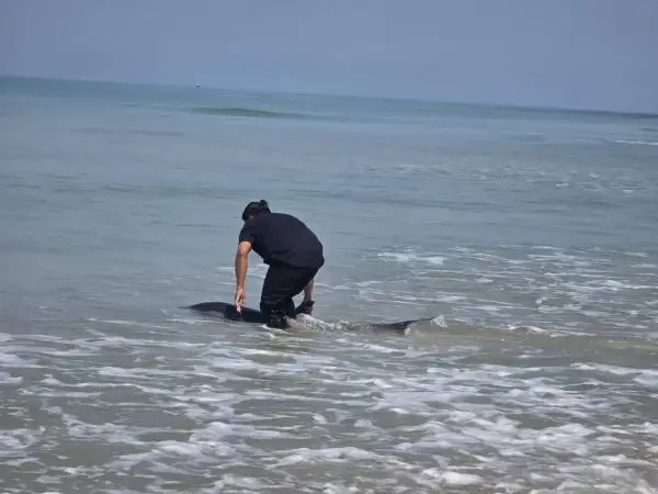 ภาพข่าว พังงา - นาทีระทึกชาวบ้านรุดช่วยโลมาเกยตื้น ถูกคลื่นซัดเข้าฝั่งก่อนช่วยพากลับสู่ทะเลได้สำเร็จ - TIGER NEWS REPORT