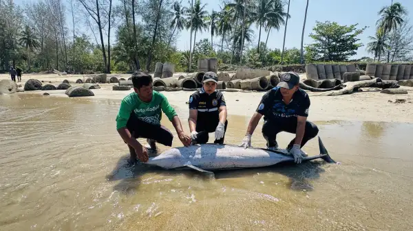 ภาพข่าว พังงา-เศร้า  พบโลมาลายแถบเกยตื้นเสียชีวิต ที่หาดบางสัก เจ้าหน้าที่เร่งหาสาเหตุ - TIGER NEWS REPORT
