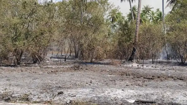 ภาพข่าว พังงา ระดมรถน้ำสกัดเพลิงไหม้สวนปาล์ม-มะพร้าว ลามพื้นที่กว่า 50 ไร่ หวั่นกระทบย่านโรงแรม รีสอร์ท บ้านเรือนประชาชน - TIGER NEWS REPORT