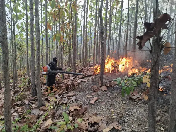 ภาพข่าว ระทึกดับไฟป่าแยกบ้านนาหมากปิน - TIGER NEWS REPORT