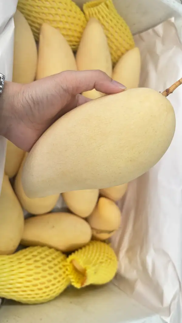 ภาพข่าว ปทุมธานีตลาดสี่มุมเมืองรวมที่สุดของ “มะม่วงไทย” - TIGER NEWS REPORT