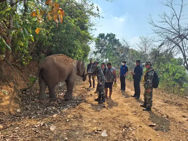 ภาพข่าว คุมเข้มทะเบียนไอ้งางอน - TIGER NEWS REPORT