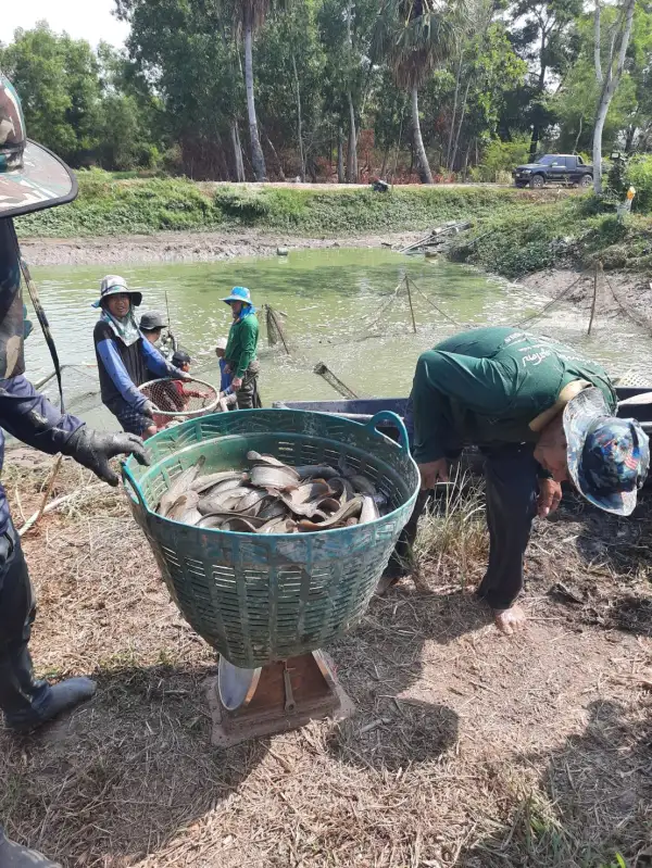 ภาพข่าว วิกฤติลามปลาล้นตลาดขายไม่ออกหลังด่านไทย-กัมพูชาปิดยาวลาม - TIGER NEWS REPORT