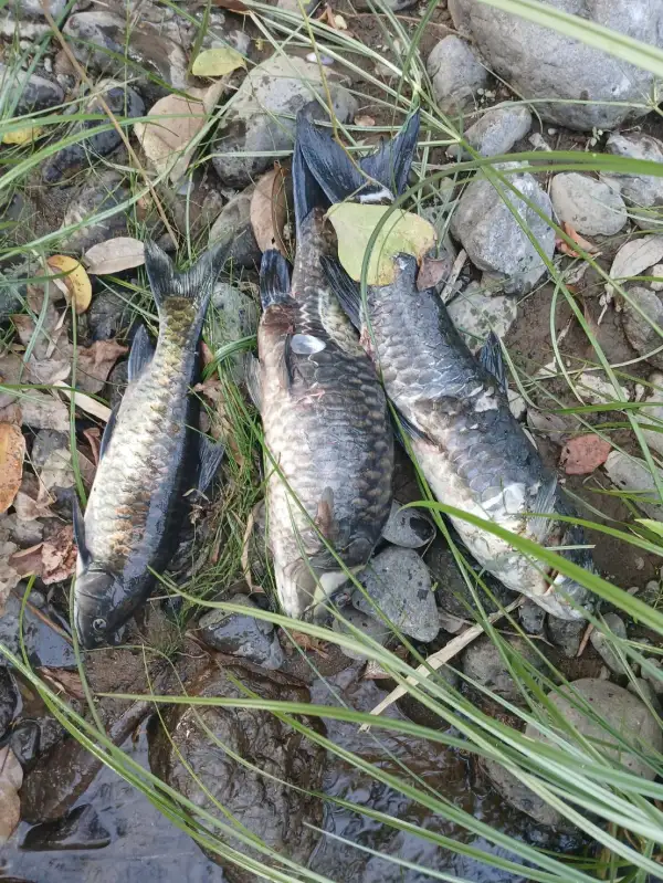 ภาพข่าว ปลาพลวงถ้ำลอดตายอนาถ - TIGER NEWS REPORT