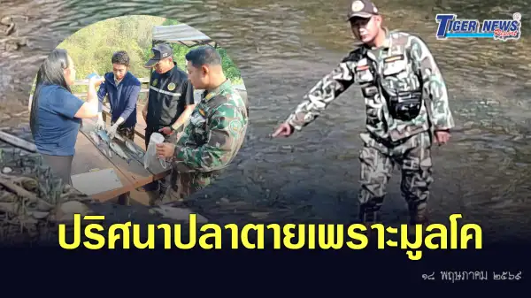 ภาพข่าว ปริศนาปลาตายเพราะมูลโค - TIGER NEWS REPORT